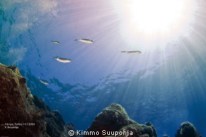 Underwater sunshine by Kimmo Suupohja 